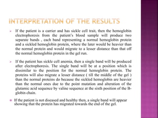  If the patient is a carrier and has sickle cell trait, then the hemoglobin
electrophoresis from the patient’s blood sample will produce two
separate bands , each band representing a normal hemoglobin protein
and a sickled hemoglobin protein, where the later would be heavier than
the normal protein and would migrate to a lesser distance than that off
the normal hemoglobin protein in the gel run.
 If the patient has sickle cell anemia, then a single band will be produced
after electrophoresis. The single band will be at a position which is
dissimilar to the position for the normal hemoglobin protein. The
proteins will also migrate a lesser distance ( till the middle of the gel )
than the normal proteins do because the sickled hemoglobin are heavier
than the normal ones due to the point mutation and alteration of the
glutamic acid sequence by valine sequence at the sixth position of the B-
globin chain.
 If the patient is not diseased and healthy then, a single band will appear
showing that the protein has migrated towards the end of the gel.
 