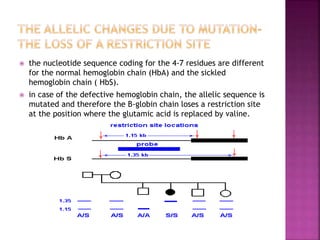  the nucleotide sequence coding for the 4-7 residues are different
for the normal hemoglobin chain (HbA) and the sickled
hemoglobin chain ( HbS).
 in case of the defective hemoglobin chain, the allelic sequence is
mutated and therefore the B-globin chain loses a restriction site
at the position where the glutamic acid is replaced by valine.
 