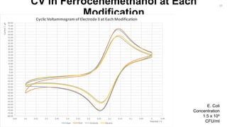 CV in Ferrocenemethanol at Each
Modification
-80.00
-75.00
-70.00
-65.00
-60.00
-55.00
-50.00
-45.00
-40.00
-35.00
-30.00
-25.00
-20.00
-15.00
-10.00
-5.00
0.00
5.00
10.00
15.00
20.00
25.00
30.00
35.00
40.00
45.00
50.00
55.00
60.00
65.00
70.00
75.00
80.00
-0.0500.050.10.150.20.250.30.350.40.450.50.550.60.65
Current/µA
Potential / V
Cyclic Voltammogram of Electrode 3 at Each Modification
Bare Thiol Antibody Bacteria
E. Coli
Concentration
1.5 x 104
CFU/ml
10
 