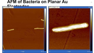 AFM of Bacteria on Planar Au
Electrodes.
21
 