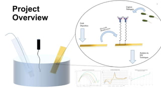 Project
Overview
3018
2769
2604
2457
2200
2300
2400
2500
2600
2700
2800
2900
3000
3100
0 200 400 600 800 1000 1200 1400
ImpedanceZ'/Ohms
Cell Count
Calibration Curve of Concentration Study
Cell Count vs Z' / Ohms
-3.00
-2.00
-1.00
0.00
1.00
2.00
3.00
4.00
5.00
-0.3-0.2-0.100.10.20.30.40.50.60.70.80.911.11.21.31.41.51.6
Current/µA
Potential / V
CV of Bare Au Electrodes in H2SO4
Bare Electrode 1 Bare Electrode 2 Bare Electrode 3 Bare Electrode 4 Potential/V
-1400.00
-1200.00
-1000.00
-800.00
-600.00
-400.00
-200.00
0.00
0.00 500.00 1000.00 1500.00 2000.00 2500.00 3000.00 3500.00
Z'/Ohm
Z' / Ohm
Nyquest Plot of E. Coli Concentration Study
Bare Antibody Bacteria [Highest Concentration] Bacteria [Medium Concentration]
Bacteria [Low Concentration] Bacteria [Lowest Concentration] Thiol
3
 