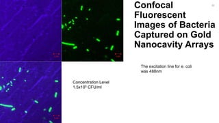 Confocal
Fluorescent
Images of Bacteria
Captured on Gold
Nanocavity Arrays
30
Concentration Level
1.5x105 CFU/ml
The excitation line for e. coli
was 488nm
 
