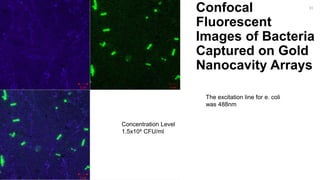 Confocal
Fluorescent
Images of Bacteria
Captured on Gold
Nanocavity Arrays
31
Concentration Level
1.5x104 CFU/ml
The excitation line for e. coli
was 488nm
 