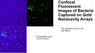 Confocal
Fluorescent
Images of Bacteria
Captured on Gold
Nanocavity Arrays
32
Concentration Level
1.5x103 CFU/ml
The excitation line for e. coli
was 488nm
 