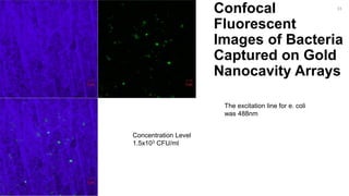 Confocal
Fluorescent
Images of Bacteria
Captured on Gold
Nanocavity Arrays
33
Concentration Level
1.5x103 CFU/ml
The excitation line for e. coli
was 488nm
 