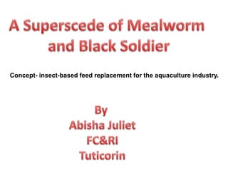 Concept- insect-based feed replacement for the aquaculture industry.
 
