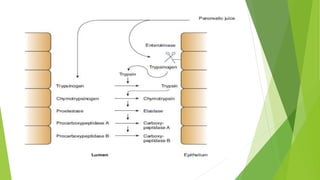 Pancreatic enzyme replacement therapy in pancreatic insufficiency | PPTX