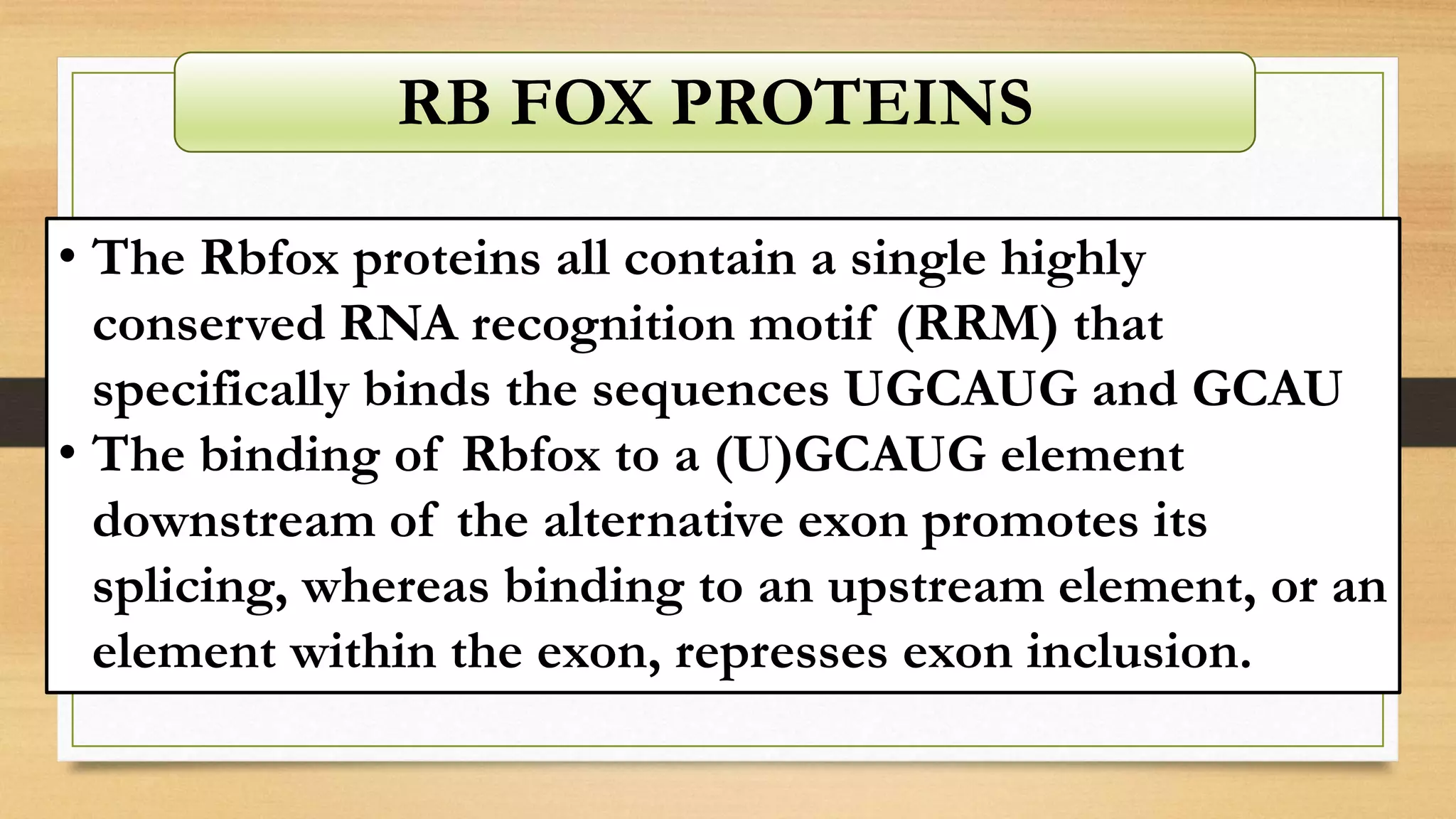 • The Rbfox proteins all contain a single highly
conserved RNA recognition motif (RRM) that
specifically binds the sequences UGCAUG and GCAU
• The binding of Rbfox to a (U)GCAUG element
downstream of the alternative exon promotes its
splicing, whereas binding to an upstream element, or an
element within the exon, represses exon inclusion.
RB FOX PROTEINS
 