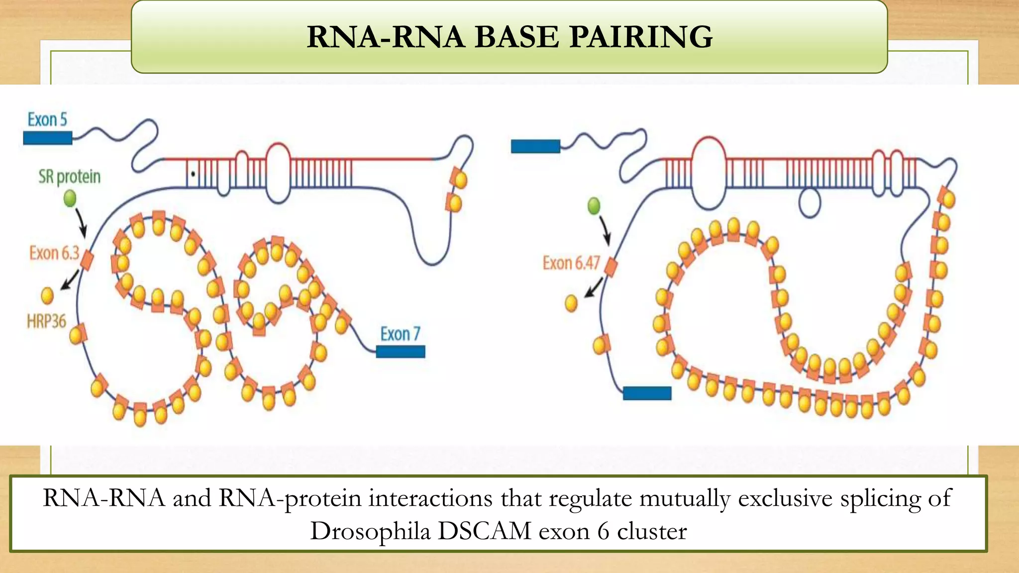 RNA-RNA BASE PAIRING
RNA-RNA and RNA-protein interactions that regulate mutually exclusive splicing of
Drosophila DSCAM exon 6 cluster
 