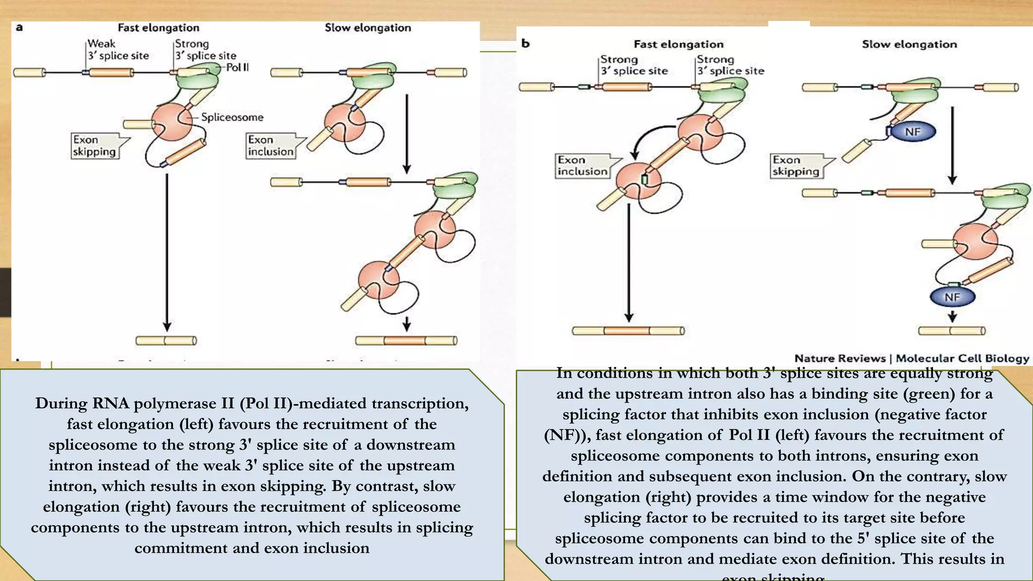 During RNA polymerase II (Pol II)-mediated transcription,
fast elongation (left) favours the recruitment of the
spliceosome to the strong 3′ splice site of a downstream
intron instead of the weak 3′ splice site of the upstream
intron, which results in exon skipping. By contrast, slow
elongation (right) favours the recruitment of spliceosome
components to the upstream intron, which results in splicing
commitment and exon inclusion
In conditions in which both 3′ splice sites are equally strong
and the upstream intron also has a binding site (green) for a
splicing factor that inhibits exon inclusion (negative factor
(NF)), fast elongation of Pol II (left) favours the recruitment of
spliceosome components to both introns, ensuring exon
definition and subsequent exon inclusion. On the contrary, slow
elongation (right) provides a time window for the negative
splicing factor to be recruited to its target site before
spliceosome components can bind to the 5′ splice site of the
downstream intron and mediate exon definition. This results in
 