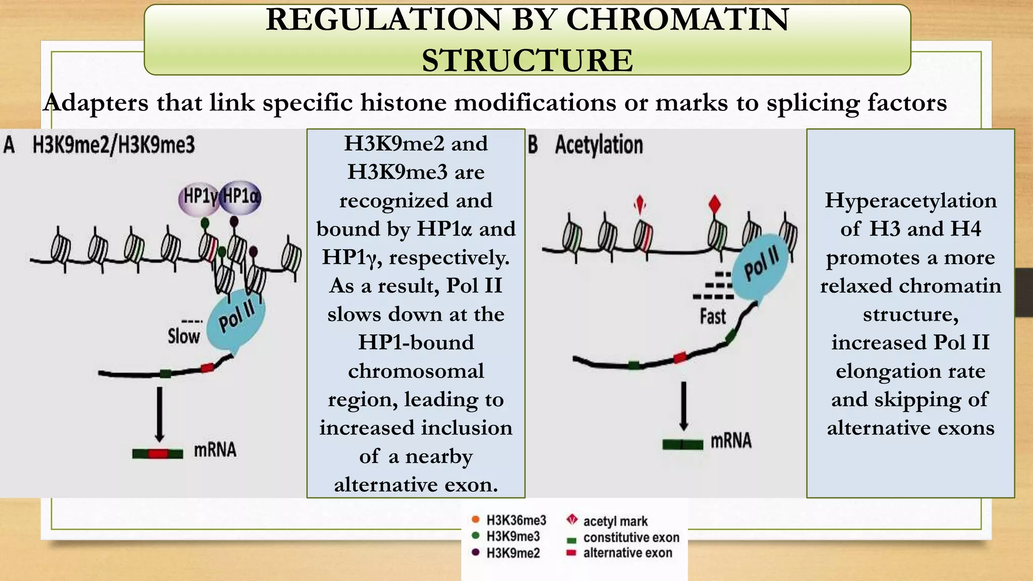 Adapters that link specific histone modifications or marks to splicing factors
H3K9me2 and
H3K9me3 are
recognized and
bound by HP1α and
HP1γ, respectively.
As a result, Pol II
slows down at the
HP1-bound
chromosomal
region, leading to
increased inclusion
of a nearby
alternative exon.
Hyperacetylation
of H3 and H4
promotes a more
relaxed chromatin
structure,
increased Pol II
elongation rate
and skipping of
alternative exons
REGULATION BY CHROMATIN
STRUCTURE
 
