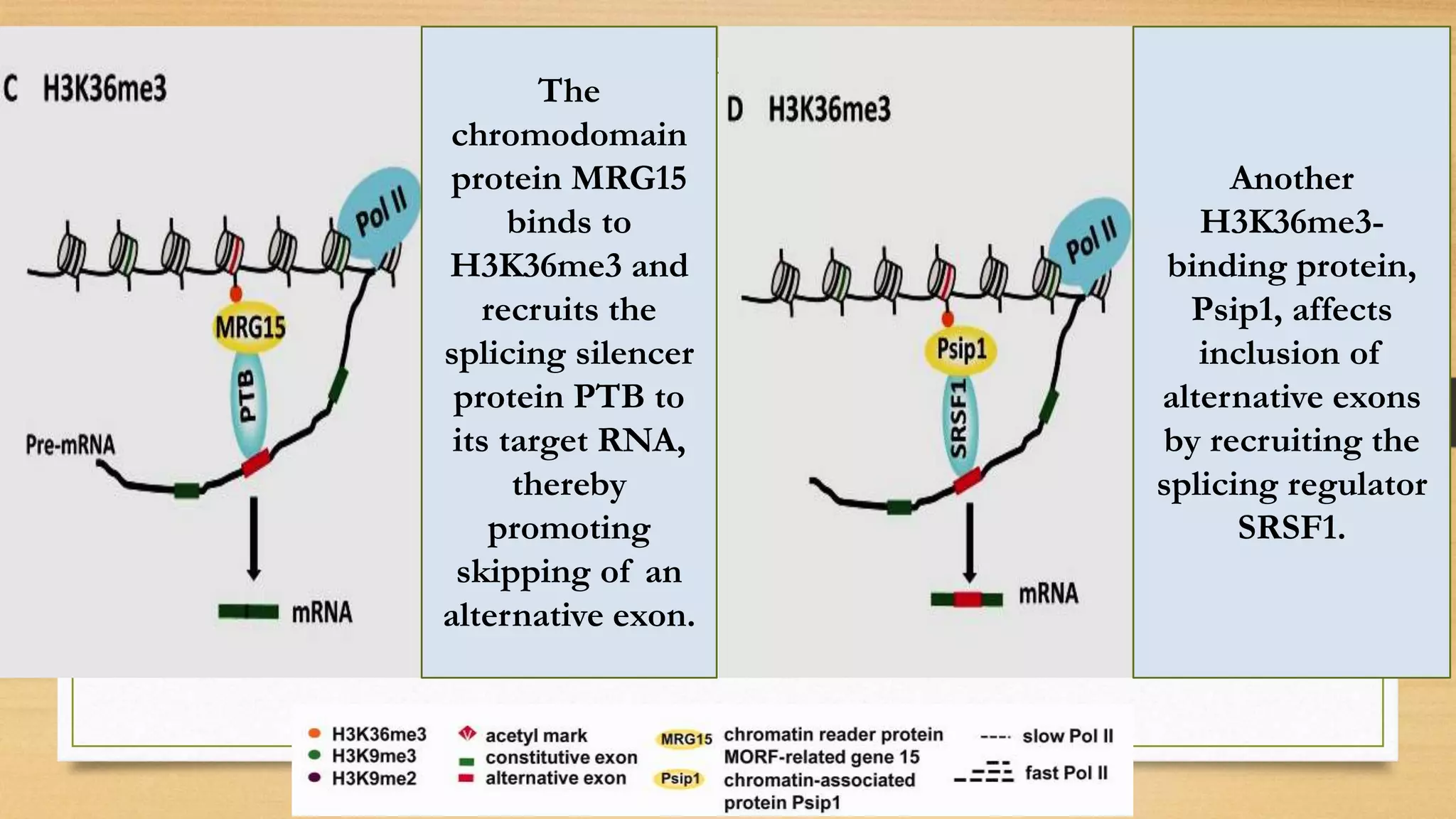 The
chromodomain
protein MRG15
binds to
H3K36me3 and
recruits the
splicing silencer
protein PTB to
its target RNA,
thereby
promoting
skipping of an
alternative exon.
Another
H3K36me3-
binding protein,
Psip1, affects
inclusion of
alternative exons
by recruiting the
splicing regulator
SRSF1.
 