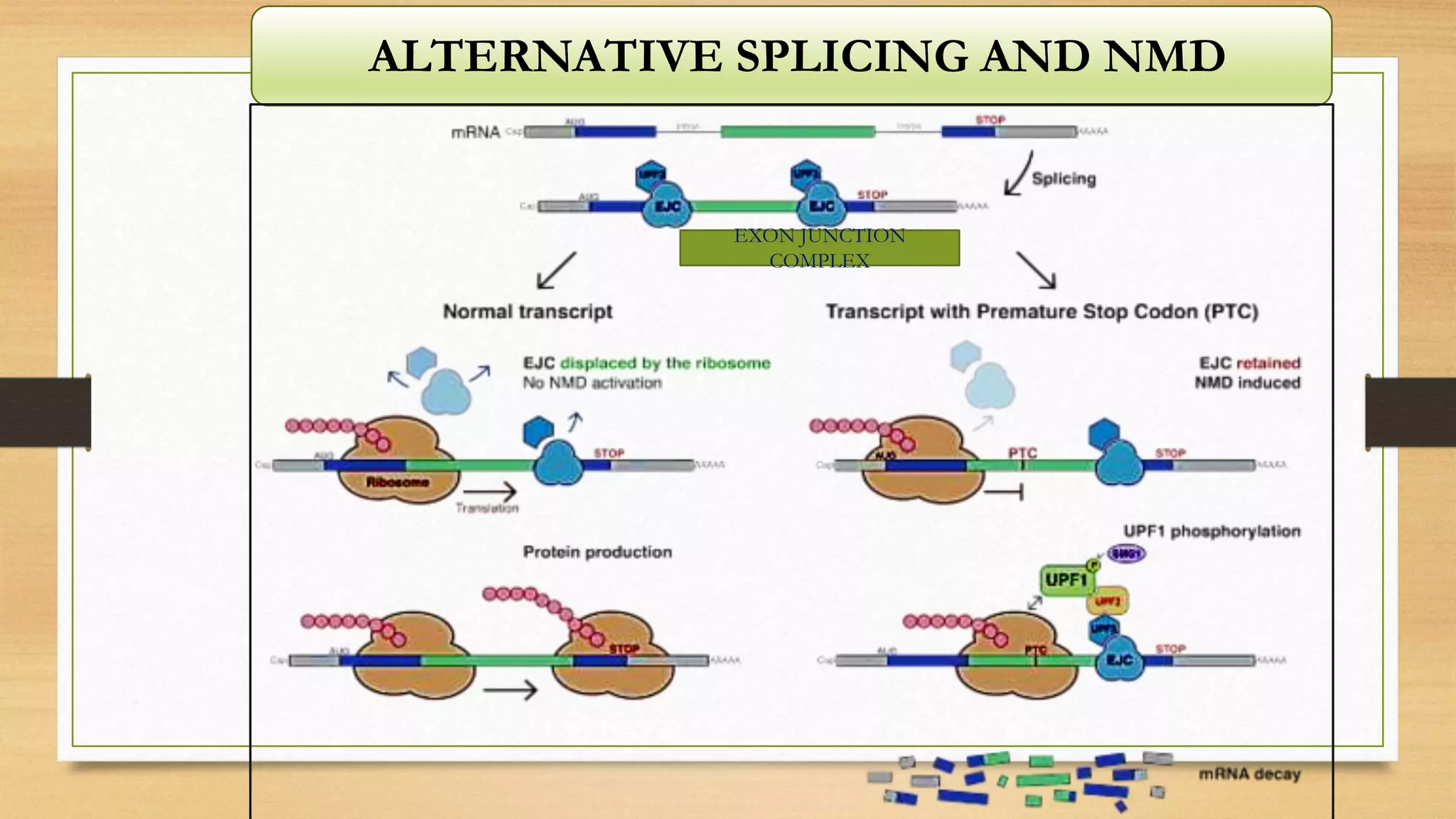 ALTERNATIVE SPLICING AND NMD
EXON JUNCTION
COMPLEX
 