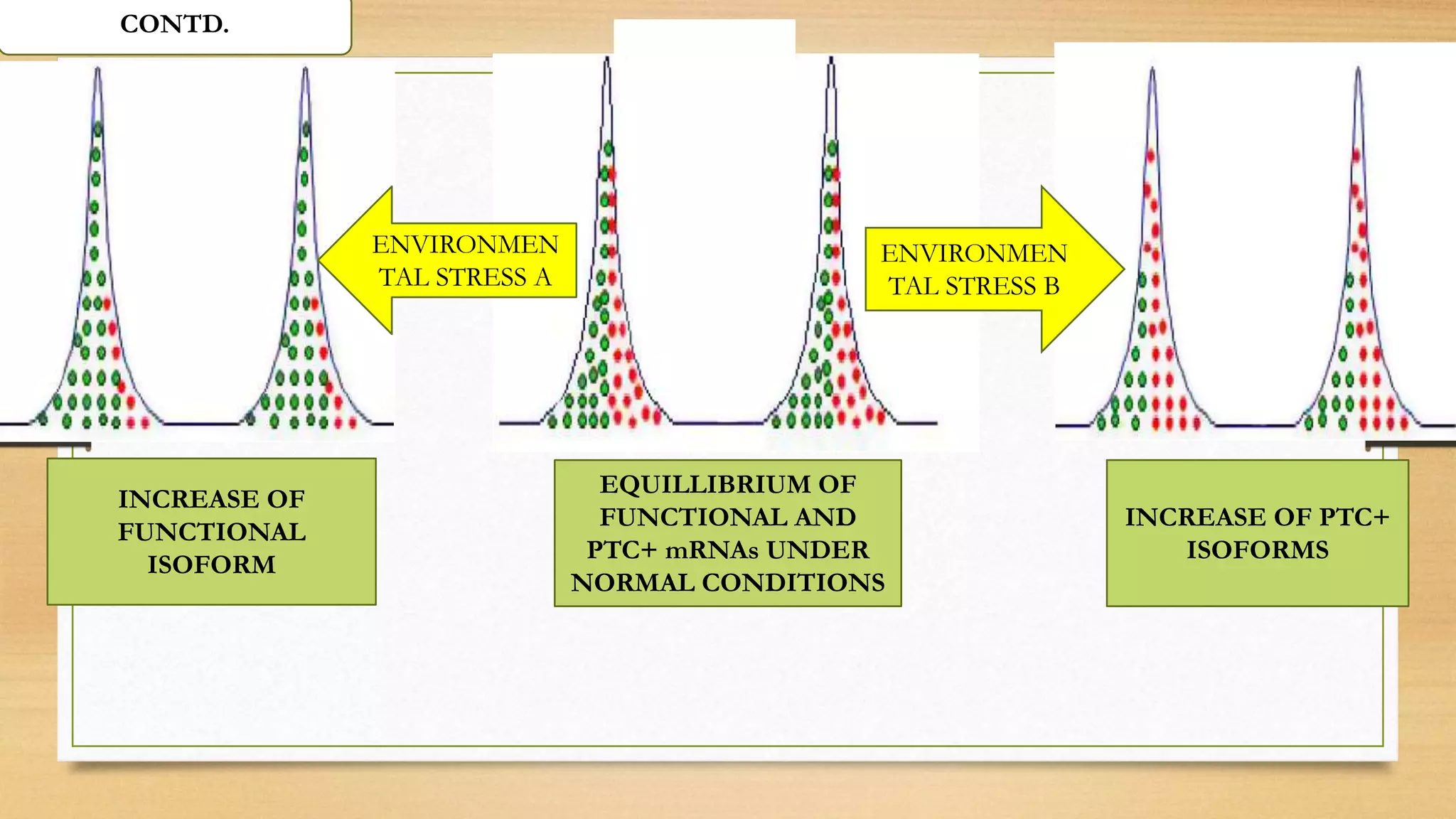 EQUILLIBRIUM OF
FUNCTIONAL AND
PTC+ mRNAs UNDER
NORMAL CONDITIONS
INCREASE OF
FUNCTIONAL
ISOFORM
INCREASE OF PTC+
ISOFORMS
ENVIRONMEN
TAL STRESS B
ENVIRONMEN
TAL STRESS A
CONTD.
 