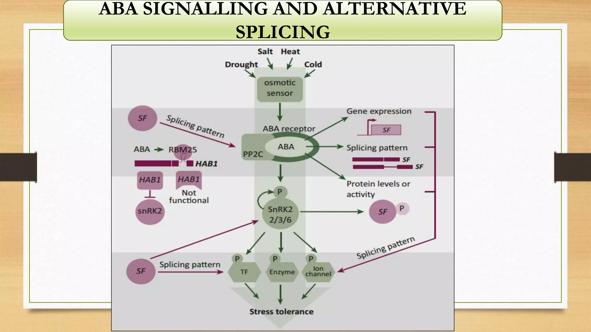 ABA SIGNALLING AND ALTERNATIVE
SPLICING
 