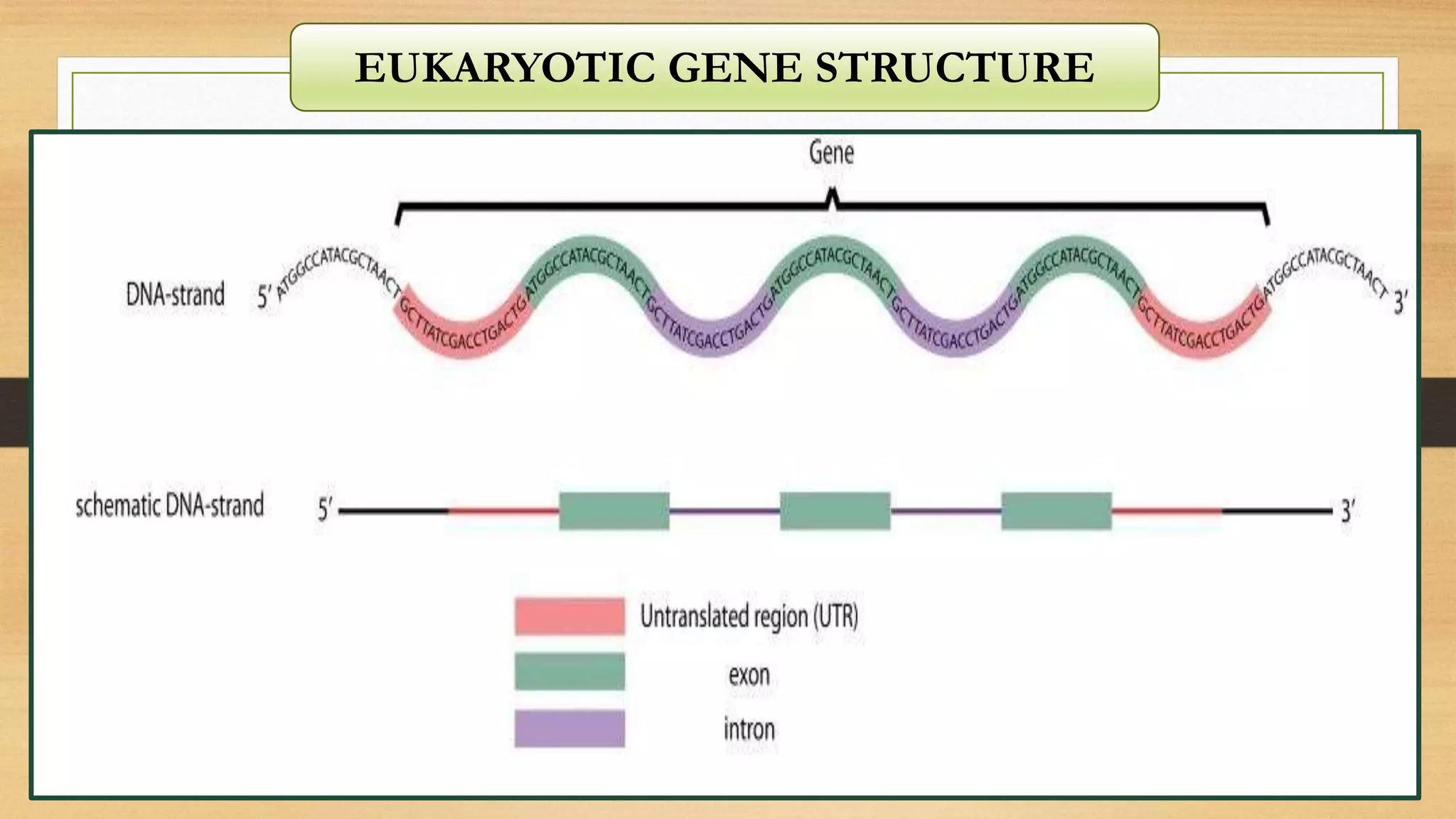 EUKARYOTIC GENE STRUCTURE
 