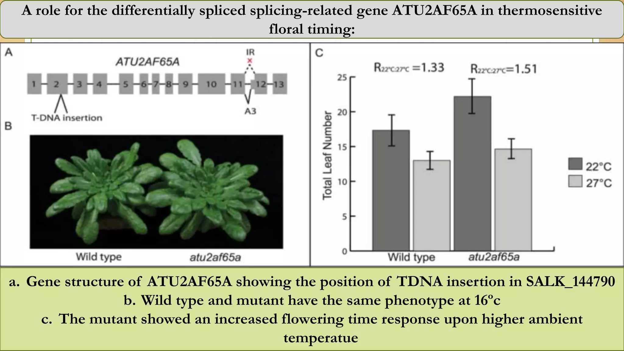 A role for the differentially spliced splicing-related gene ATU2AF65A in thermosensitive
floral timing:
a. Gene structure of ATU2AF65A showing the position of TDNA insertion in SALK_144790
b. Wild type and mutant have the same phenotype at 16ºc
c. The mutant showed an increased flowering time response upon higher ambient
temperatue
 
