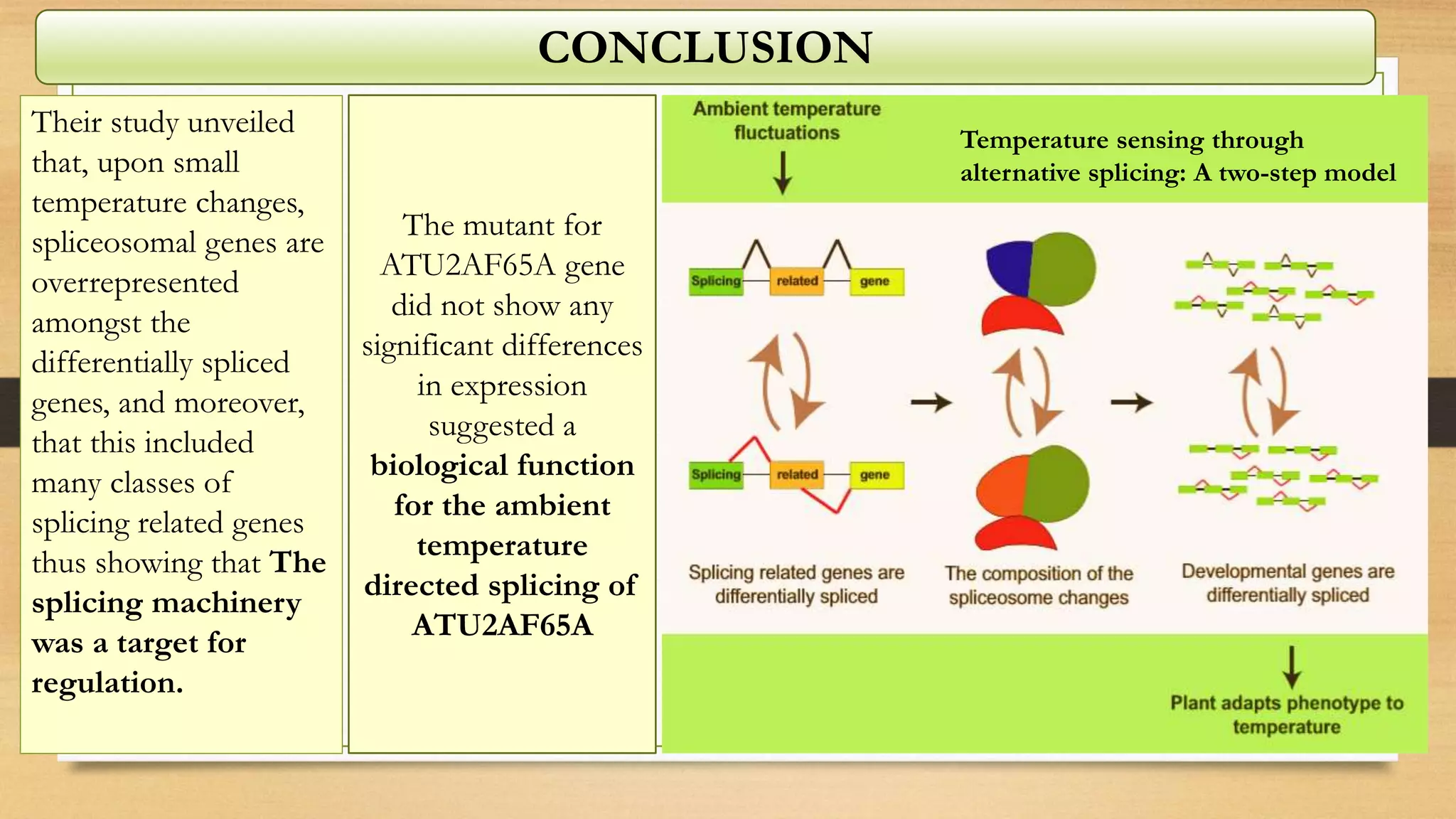 Their study unveiled
that, upon small
temperature changes,
spliceosomal genes are
overrepresented
amongst the
differentially spliced
genes, and moreover,
that this included
many classes of
splicing related genes
thus showing that The
splicing machinery
was a target for
regulation.
The mutant for
ATU2AF65A gene
did not show any
significant differences
in expression
suggested a
biological function
for the ambient
temperature
directed splicing of
ATU2AF65A
Temperature sensing through
alternative splicing: A two-step model
CONCLUSION
 