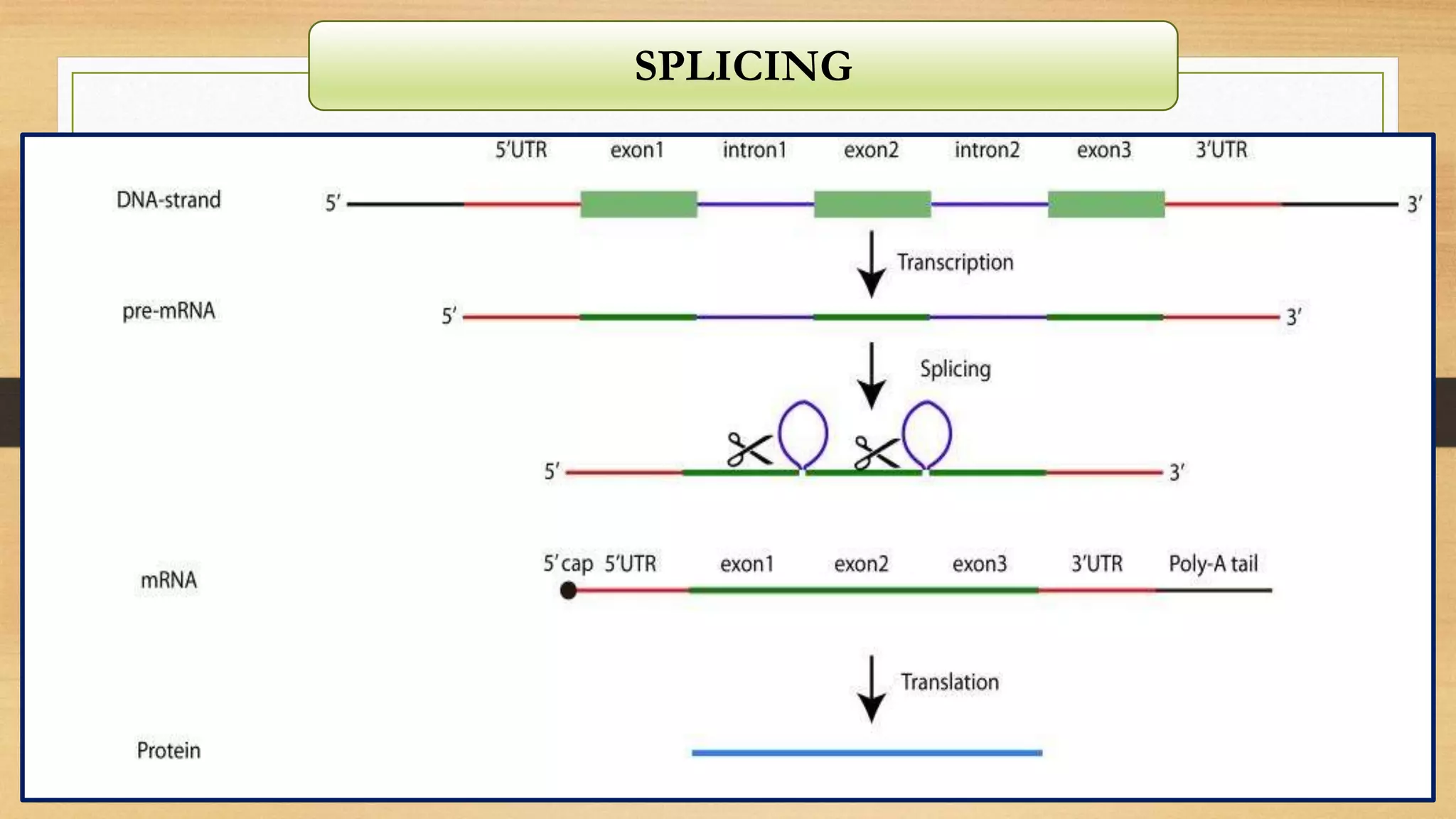 SPLICING
 