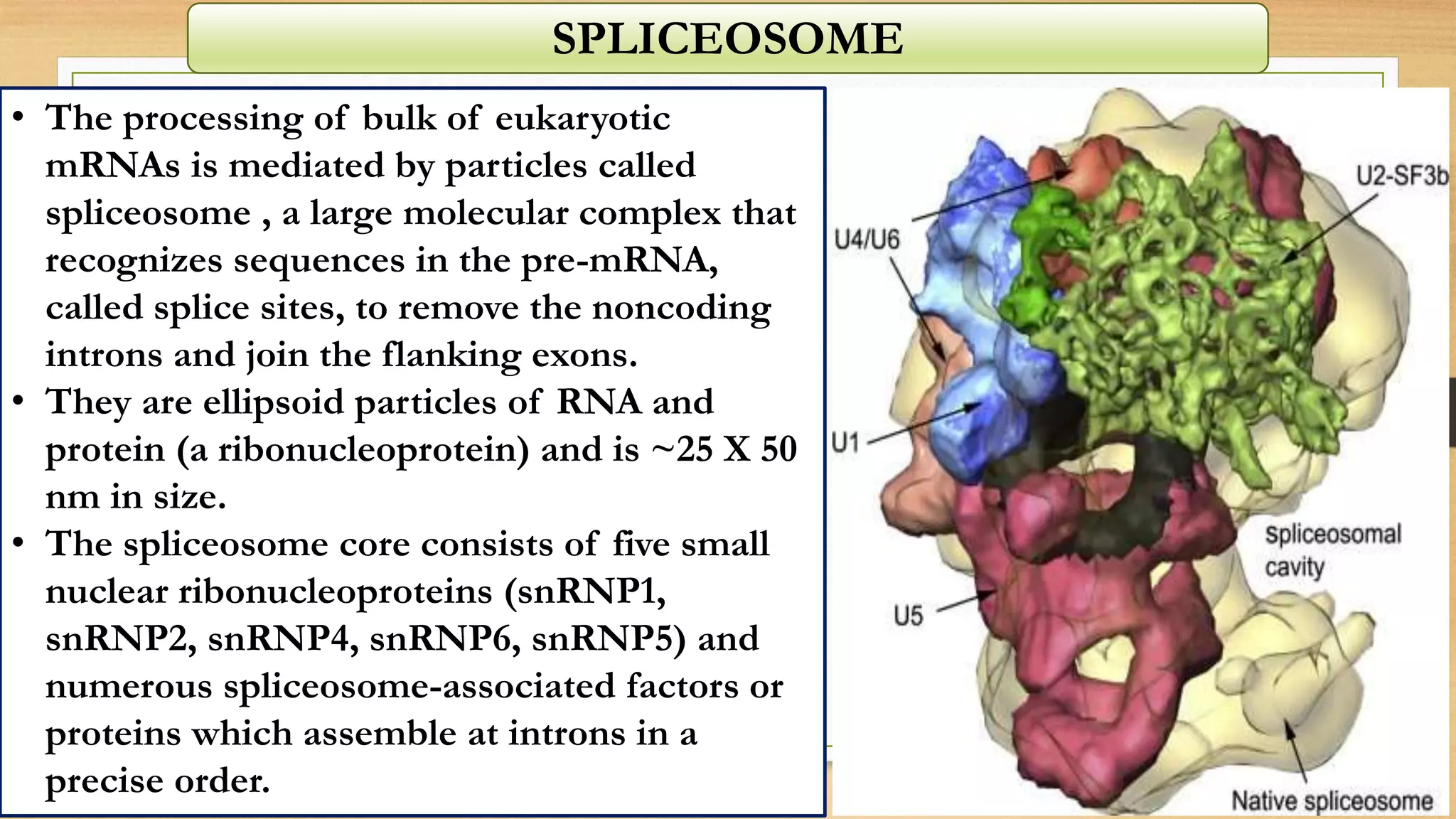 • The processing of bulk of eukaryotic
mRNAs is mediated by particles called
spliceosome , a large molecular complex that
recognizes sequences in the pre-mRNA,
called splice sites, to remove the noncoding
introns and join the flanking exons.
• They are ellipsoid particles of RNA and
protein (a ribonucleoprotein) and is ~25 X 50
nm in size.
• The spliceosome core consists of five small
nuclear ribonucleoproteins (snRNP1,
snRNP2, snRNP4, snRNP6, snRNP5) and
numerous spliceosome-associated factors or
proteins which assemble at introns in a
precise order.
SPLICEOSOME
 