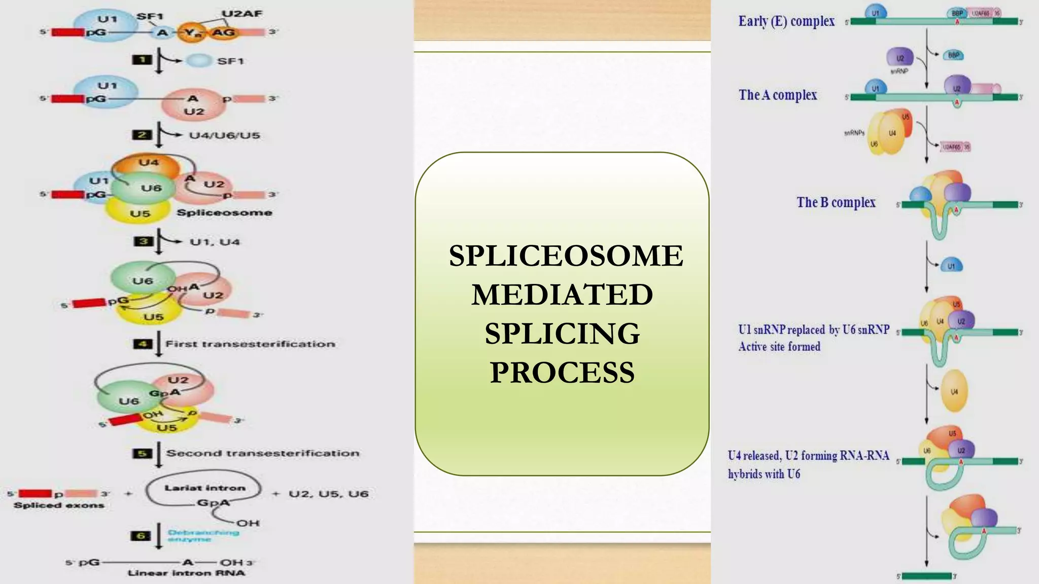 SPLICEOSOME
MEDIATED
SPLICING
PROCESS
 