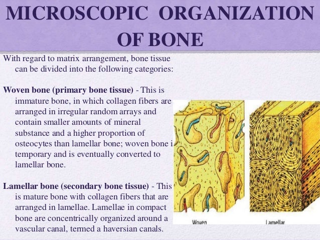 BONE BONE