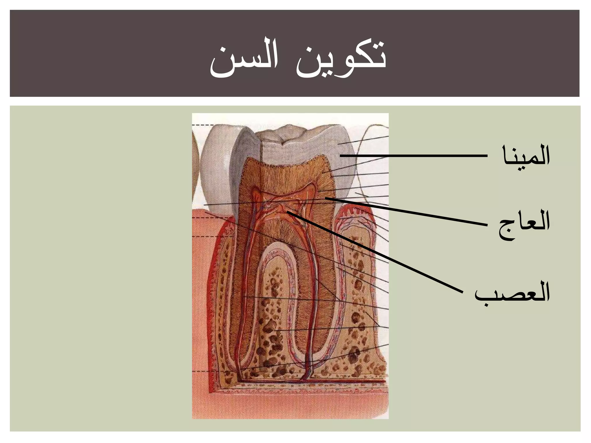 الوقاية من تسوس الأسنان وإلتهاب اللثة | POT