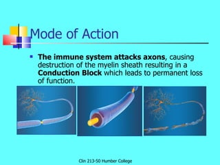 Mode of Action <ul><li>The immune system attacks axons , causing  destruction of the myelin sheath resulting in a  Conduct...