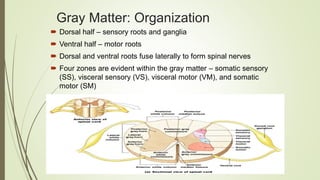 Sensorial Roots SPINAL CORD NEUROANATOMY BY Dr.Deepika.T | PPTX