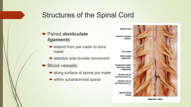 Lamina Marginalis SPINAL CORD NEUROANATOMY BY Dr.Deepika.T | PPTX