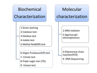 Modified Identification Test Pathogenic /Nonpathogenic Bacteria | PDF