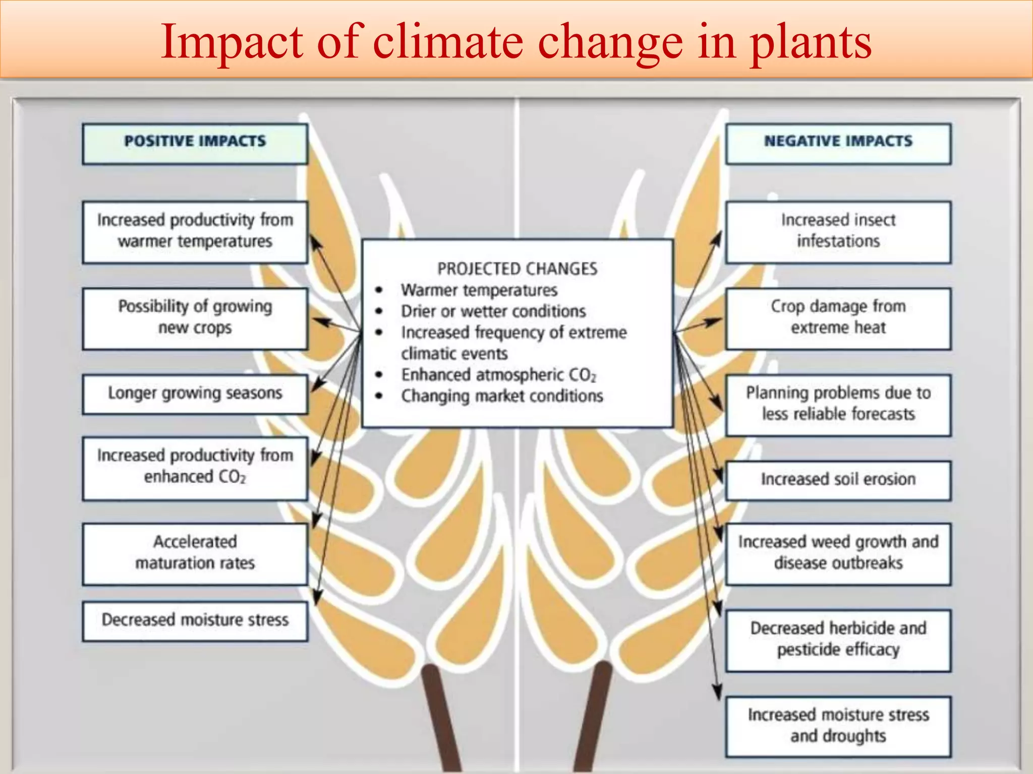 Impact of climate change in plants
 