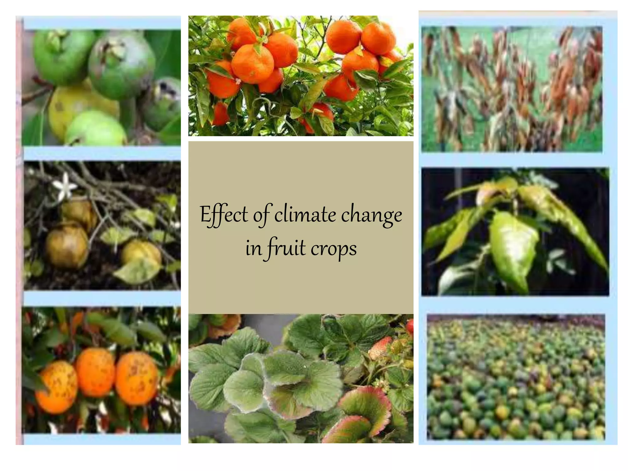 Effect of climate change
in fruit crops
 