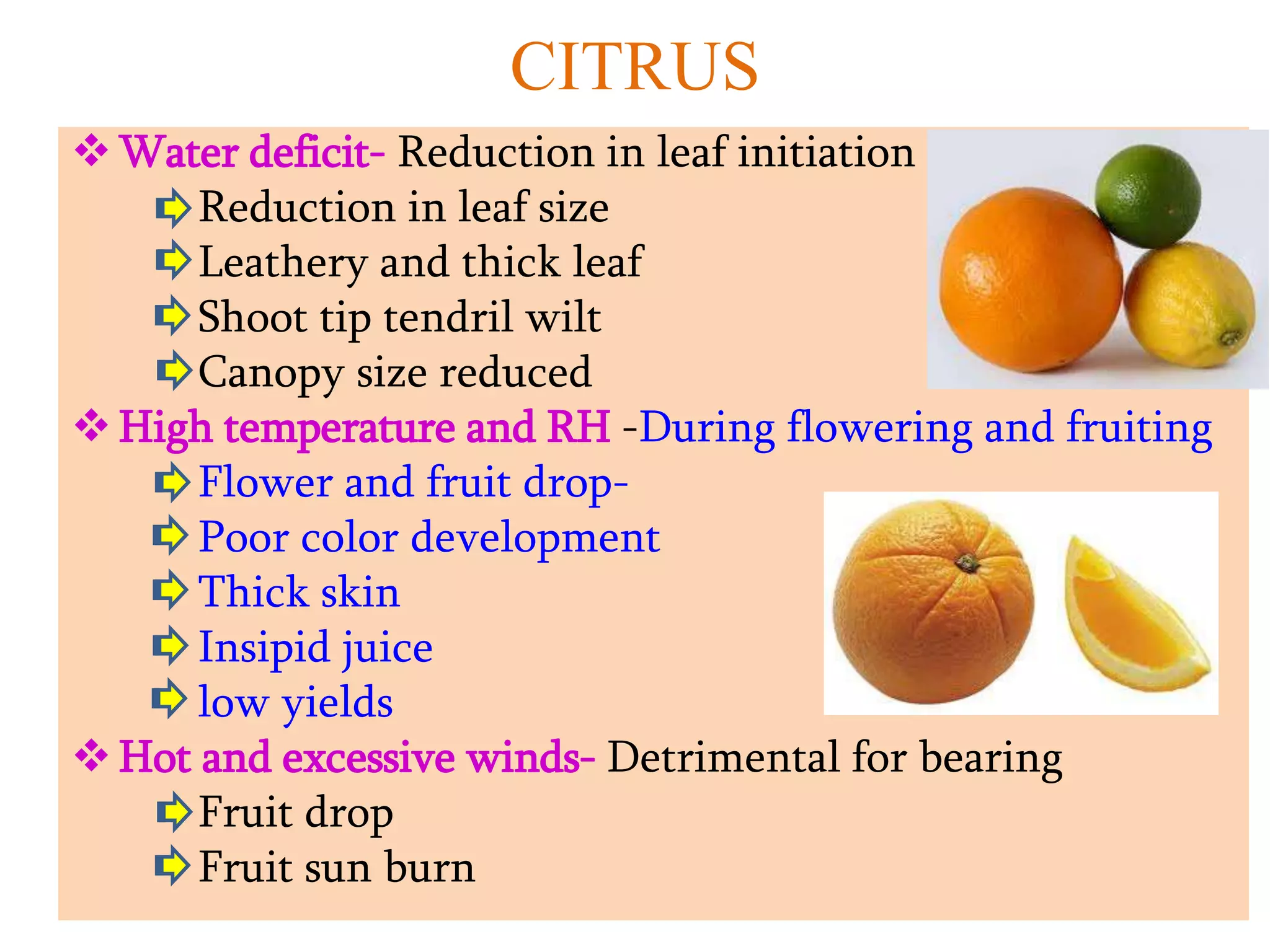 CITRUS
Water deficit- Reduction in leaf initiation stops
Reduction in leaf size
Leathery and thick leaf
Shoot tip tendril wilt
Canopy size reduced
High temperature and RH -During flowering and fruiting
Flower and fruit drop-
Poor color development
Thick skin
Insipid juice
low yields
Hot and excessive winds- Detrimental for bearing
Fruit drop
Fruit sun burn
 