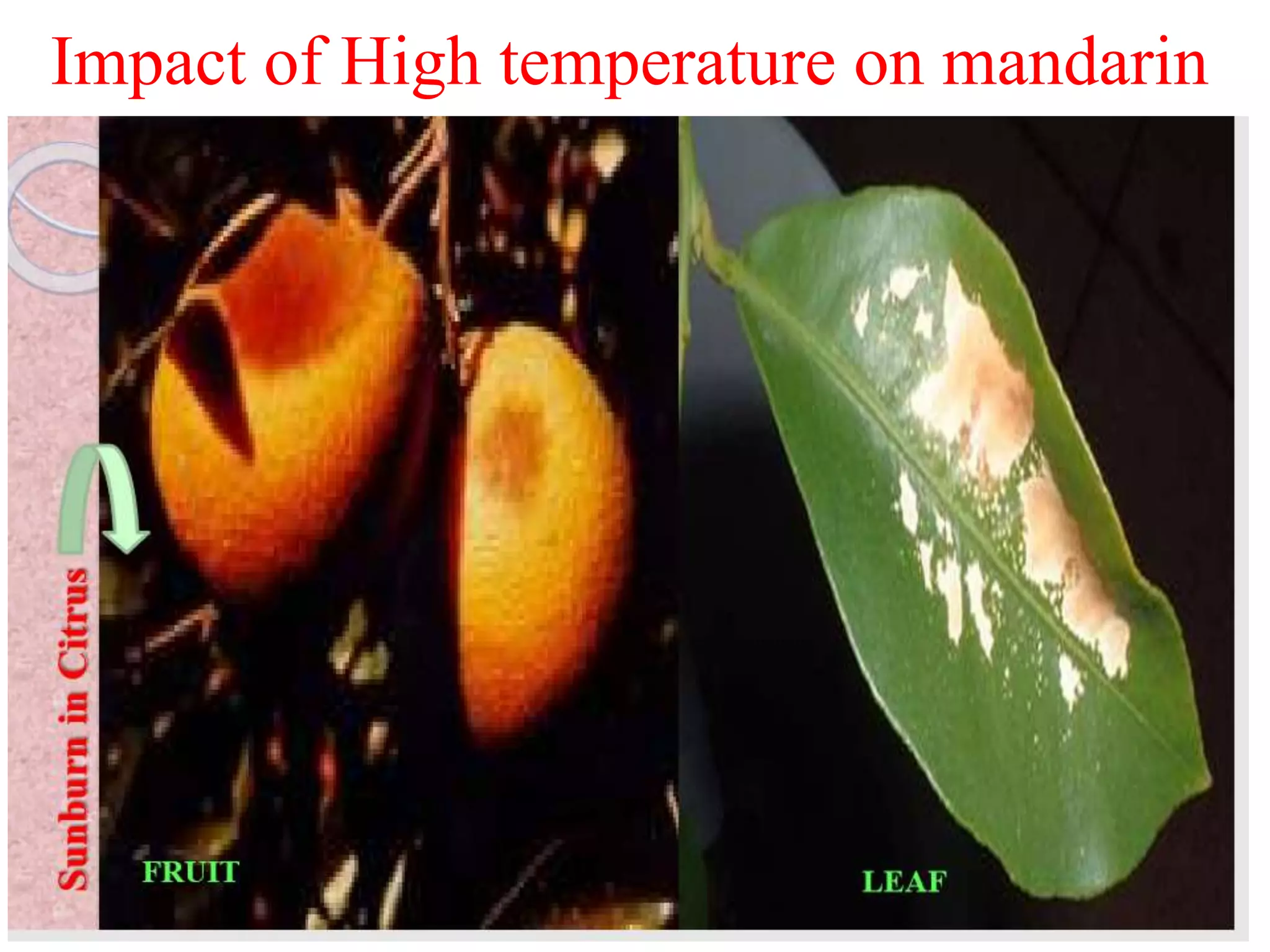 Impact of High temperature on mandarin
 