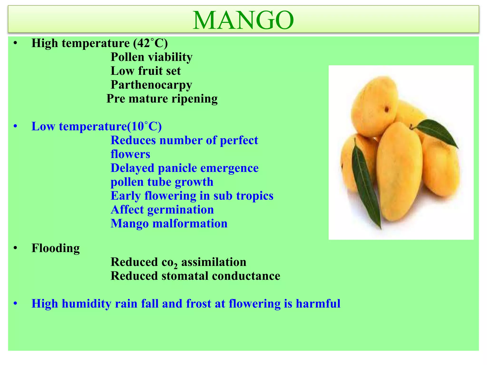 MANGO
• High temperature (42˚C)
Pollen viability
Low fruit set
Parthenocarpy
Pre mature ripening
• Low temperature(10˚C)
Reduces number of perfect
flowers
Delayed panicle emergence
pollen tube growth
Early flowering in sub tropics
Affect germination
Mango malformation
• Flooding
Reduced co2 assimilation
Reduced stomatal conductance
• High humidity rain fall and frost at flowering is harmful
 