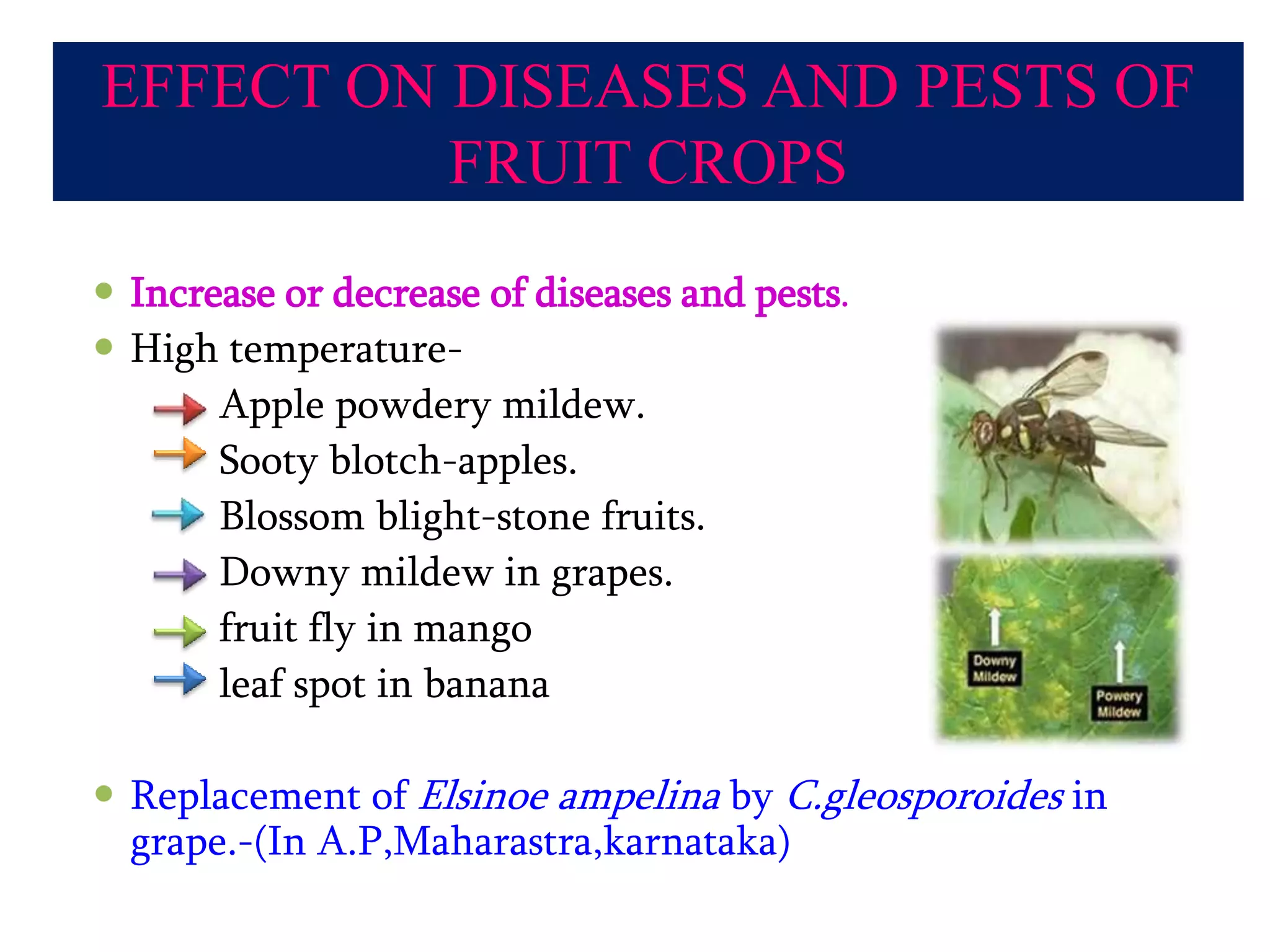 EFFECT ON DISEASES AND PESTS OF
FRUIT CROPS
 Increase or decrease of diseases and pests.
 High temperature-
Apple powdery mildew.
Sooty blotch-apples.
Blossom blight-stone fruits.
Downy mildew in grapes.
fruit fly in mango
leaf spot in banana
 Replacement of Elsinoe ampelina by C.gleosporoides in
grape.-(In A.P,Maharastra,karnataka)
 