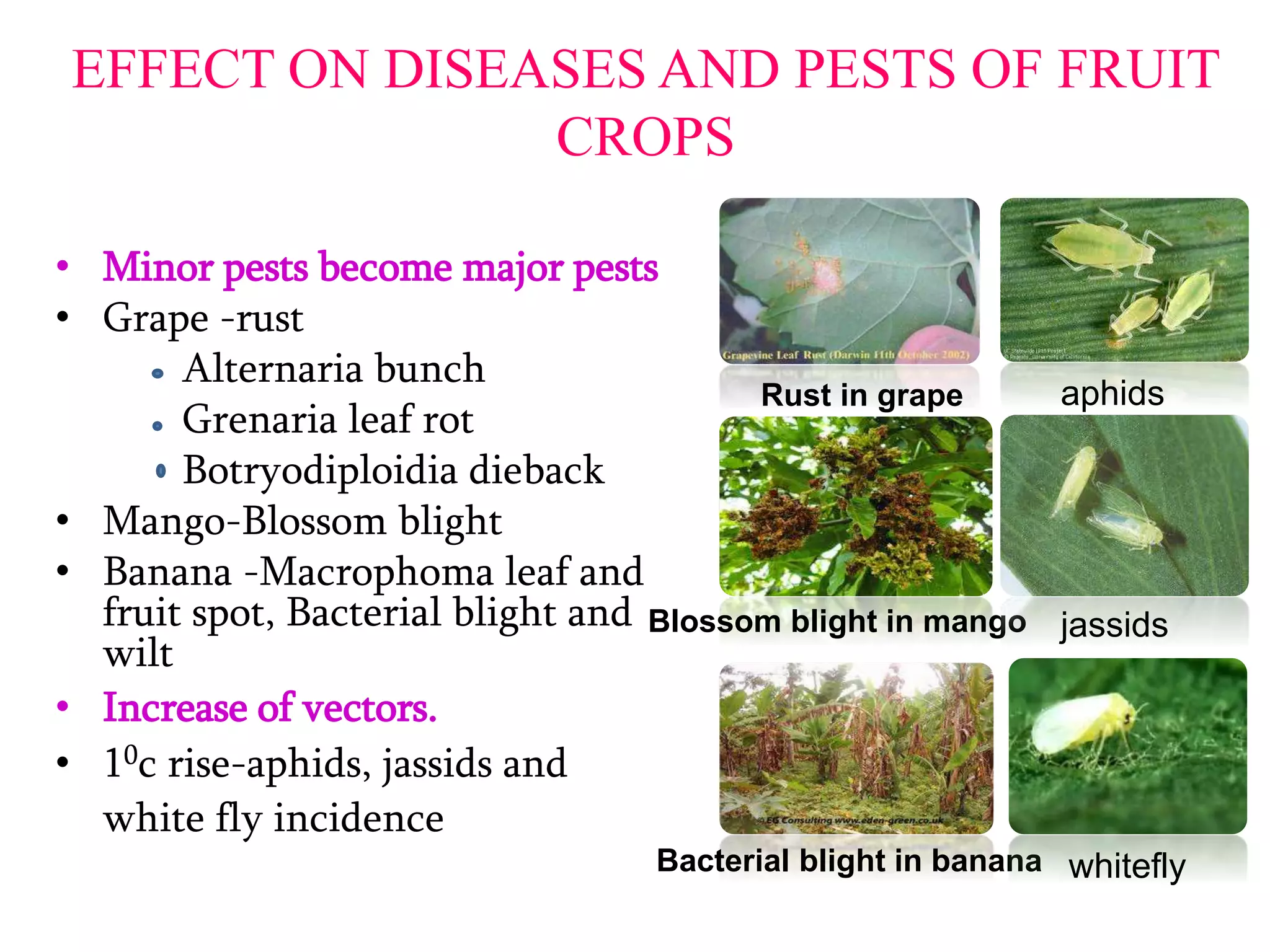 EFFECT ON DISEASES AND PESTS OF FRUIT
CROPS
• Minor pests become major pests
• Grape -rust
Alternaria bunch
Grenaria leaf rot
Botryodiploidia dieback
• Mango-Blossom blight
• Banana -Macrophoma leaf and
fruit spot, Bacterial blight and
wilt
• Increase of vectors.
• 10c rise-aphids, jassids and
white fly incidence
Rust in grape
Blossom blight in mango
Bacterial blight in banana
jassids
whitefly
aphids
 