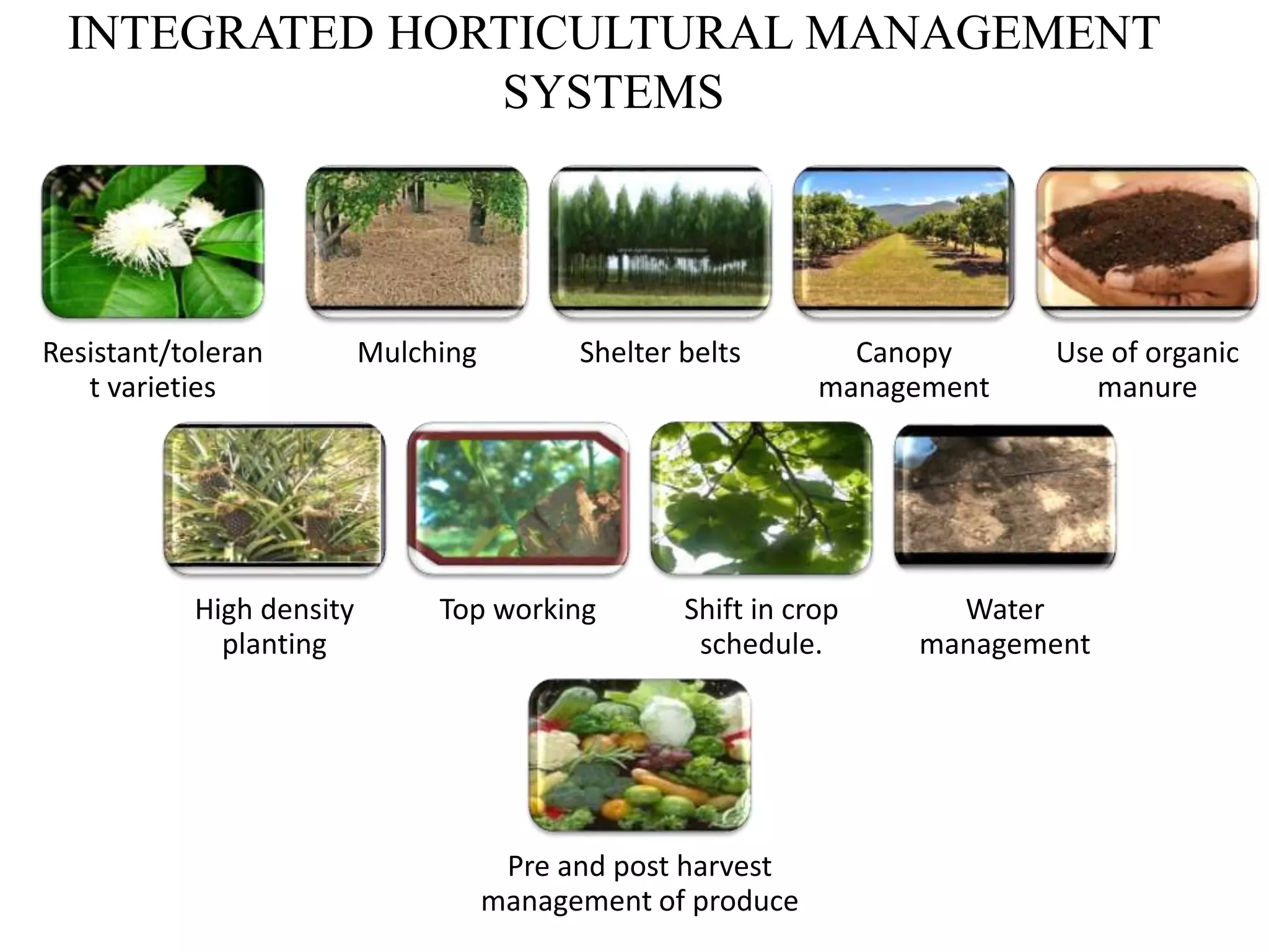 INTEGRATED HORTICULTURAL MANAGEMENT
SYSTEMS
Resistant/toleran
t varieties
Mulching Shelter belts Canopy
management
Use of organic
manure
High density
planting
Top working Shift in crop
schedule.
Water
management
Pre and post harvest
management of produce
 