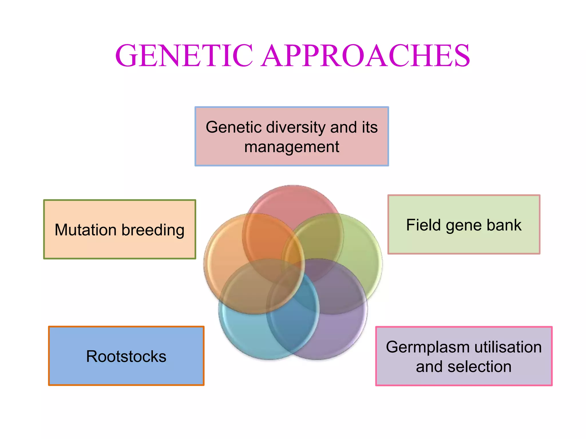 GENETIC APPROACHES
Genetic
diversity and its
management
Field gene
banks
Germplasm
utilization and
selection
Root stocks
Mutation
breeding
Genetic diversity and its
management
Field gene bankMutation breeding
Rootstocks
Germplasm utilisation
and selection
 