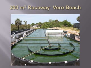 The Alternative options for the solution (Cultivation of algae) <br />1. The traditional wastewater ponds system<br />2. A...