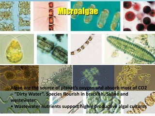 Algae: simple plants, they do not have complex system (Xylem and phloem) to circulate water and nutrients<br />Autotrophic...