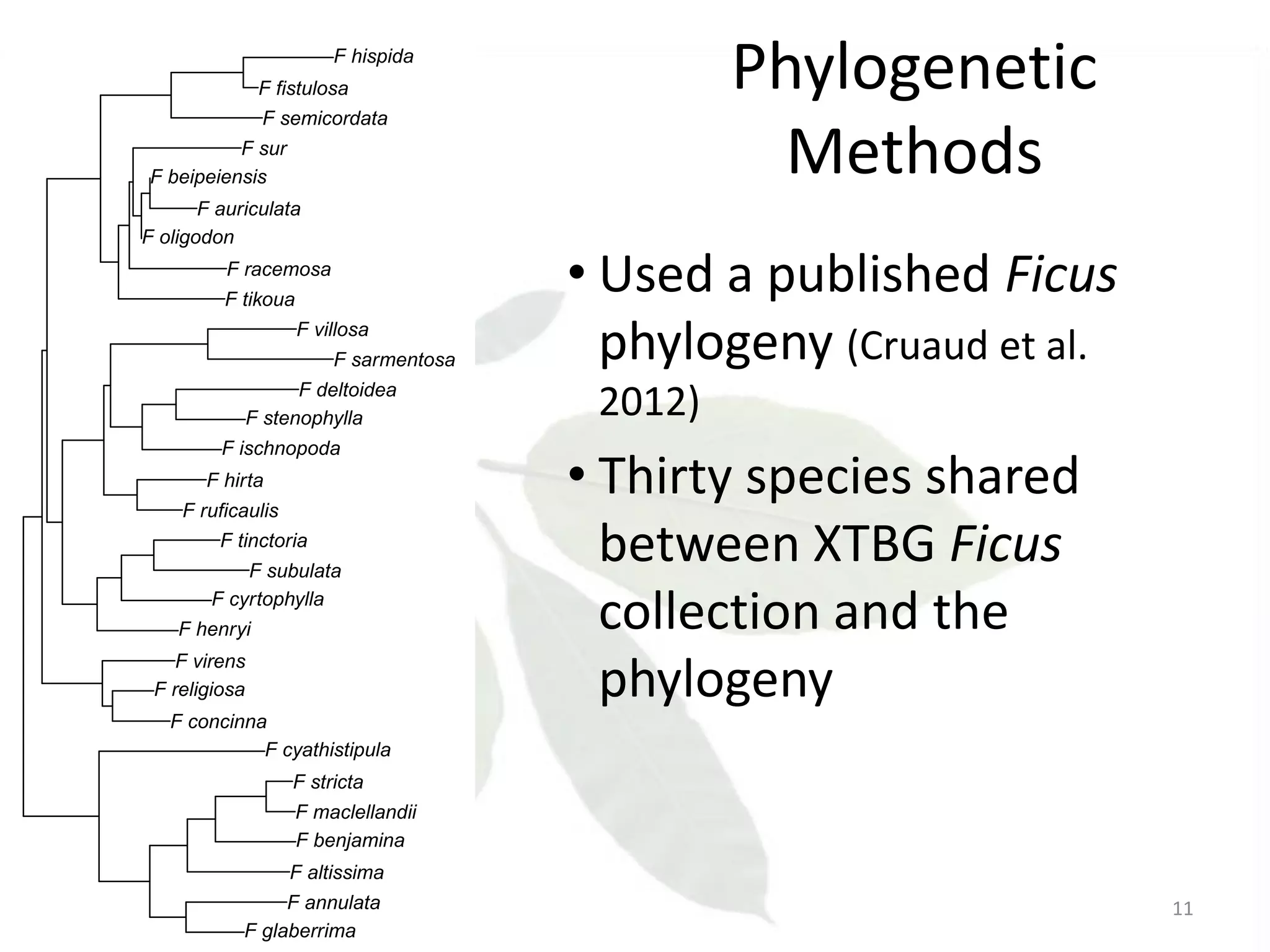 F hispida
F fistulosa
F semicordata
●

F sur
F beipeiensis
F auriculata
F oligodon

Phylogenetic
Methods

• Used a published Ficus
phylogeny (Cruaud et al.
●

F racemosa
F tikoua
F villosa
F sarmentosa
F deltoidea
F stenophylla
F ischnopoda
F hirta
F ruficaulis
F tinctoria
F subulata
F cyrtophylla
F henryi

●

2012)

• Thirty species shared
between XTBG Ficus
collection and the
phylogeny

●

●

F concinna
F cyathistipula

●

●

F virens
F religiosa

●
●

●

●

F stricta

●

F maclellandii
F benjamina

●
●
●

F altissima
F annulata
F glaberrima

●

●
●

11

 