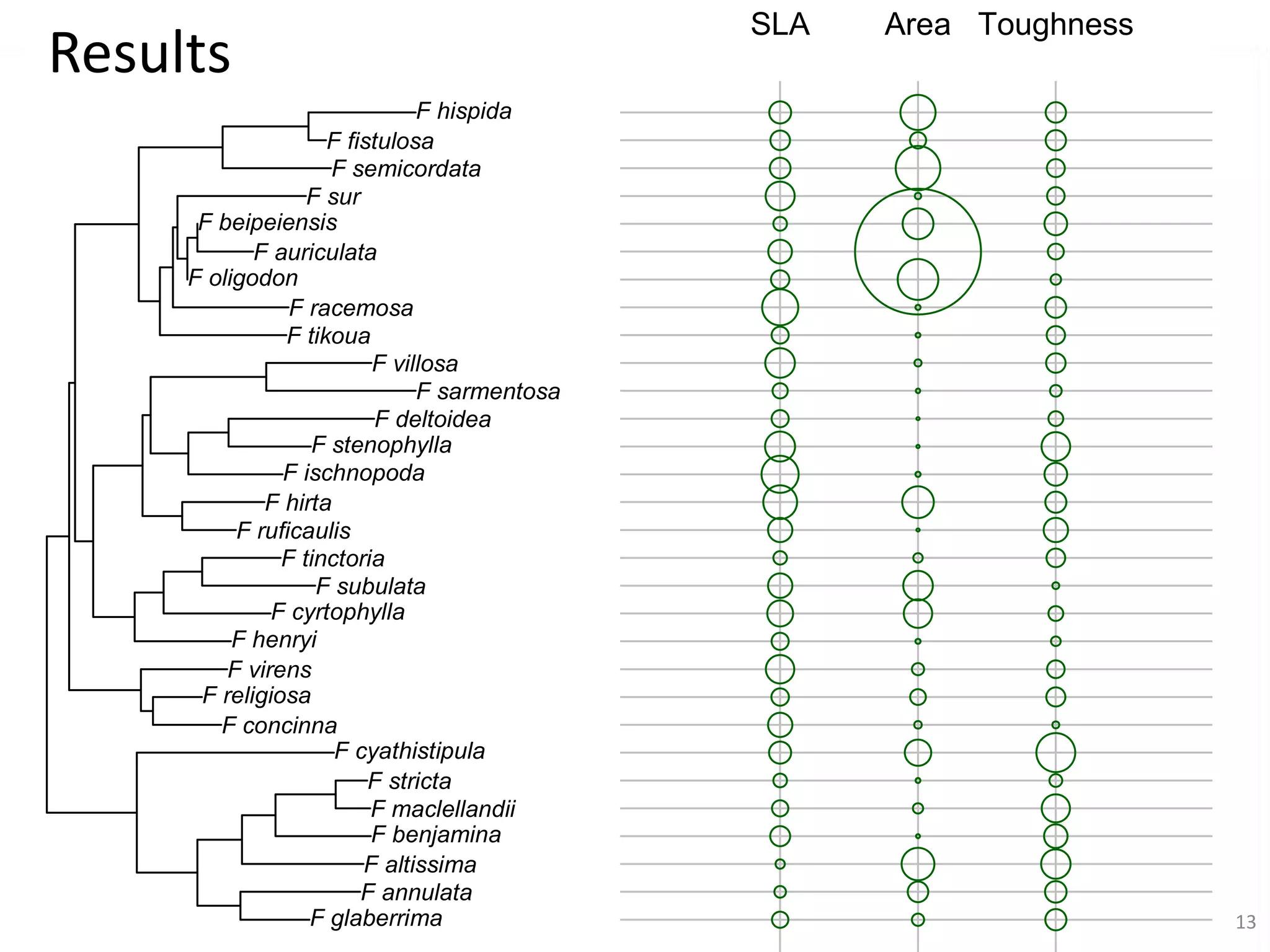Results
F hispida
F fistulosa
F semicordata
F sur
F beipeiensis
F auriculata
F oligodon
F racemosa
F tikoua
F villosa
F sarmentosa
F deltoidea
F stenophylla
F ischnopoda
F hirta
F ruficaulis
F tinctoria
F subulata
F cyrtophylla
F henryi
F virens
F religiosa
F concinna
F cyathistipula
F stricta
F maclellandii
F benjamina
F altissima
F annulata
F glaberrima

SLA

Area Toughness

13

 