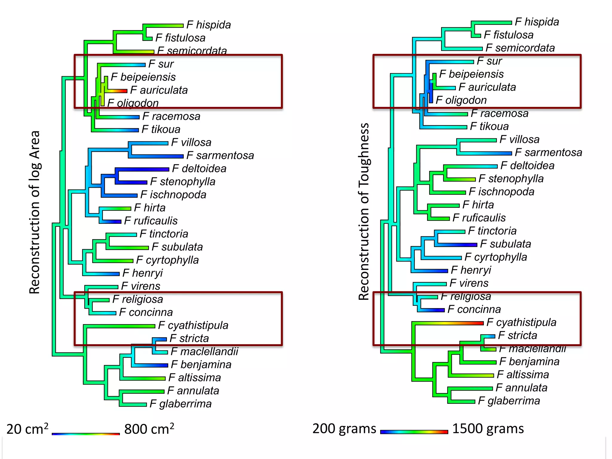 Reconstruction of Toughness

Reconstruction of log Area

F hispida
F hispida
F hispida
F hispida
F fistulosa
F fistulosa
F fistulosa
F fistulosa
F semicordata
F semicordata
F semicordata
F semicordata
F sur
F sur
F sur
F sur
F beipeiensis
F beipeiensis
F beipeiensis
F beipeiensis
F auriculata
F auriculata
F auriculata
F auriculata
F oligodon
F oligodon
F oligodon
F oligodon
F racemosa
F racemosa
F racemosa
F racemosa
F tikoua
F tikoua
F tikoua
F tikoua
F villosa
F villosa
F villosa
F villosa
F sarmentosa
F sarmentosa
F sarmentosa
F sarmentosa
F deltoidea
F deltoidea
F deltoidea
F deltoidea
F stenophylla
F stenophylla
F stenophylla
F stenophylla
F ischnopoda
F ischnopoda
F ischnopoda
F ischnopoda
F hirta
F hirta
F hirta
F hirta
F ruficaulis
F ruficaulis
F ruficaulis
F ruficaulis
F tinctoria
F tinctoria
F tinctoria
F tinctoria
F subulata
F subulata
F subulata
F subulata
F cyrtophylla
F cyrtophylla
F cyrtophylla
F cyrtophylla
F henryi
F henryi
F henryi
F henryi
F virens
F virens
F virens
F virens
F religiosa
F religiosa
F religiosa
F religiosa
F concinna
F concinna
F concinna
F concinna
F cyathistipula
F cyathistipula
F cyathistipula
F cyathistipula
F stricta
F stricta
F stricta
F stricta
F maclellandii
F maclellandii
F maclellandii
F maclellandii
F benjamina
F benjamina
F benjamina
F benjamina
F altissima
F altissima
F altissima
F altissima
F annulata
F annulata
F annulata
F annulata
F glaberrima
F glaberrima
F glaberrima
F glaberrima
3.05
trait value
6.787

6.787
2
20 cm3.05trait value 800 cm2
length=0.023

length=0.023

239.572
1374.305
239.572 200 grams trait value 1500
trait value
1374.305
length=0.023

length=0.023

grams
17

 