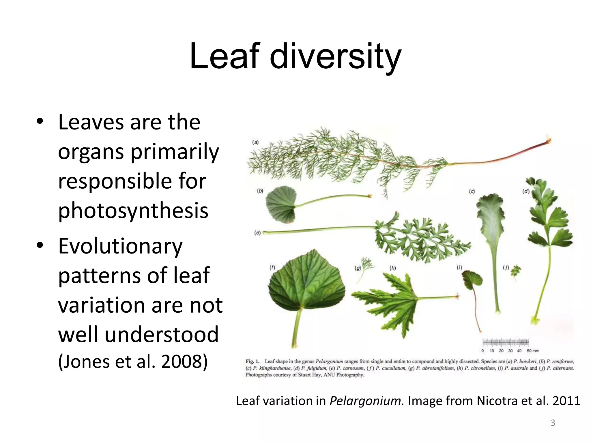 Leaf diversity
• Leaves are the
organs primarily
responsible for
photosynthesis
• Evolutionary
patterns of leaf
variation are not
well understood
(Jones et al. 2008)
Leaf variation in Pelargonium. Image from Nicotra et al. 2011
3

 