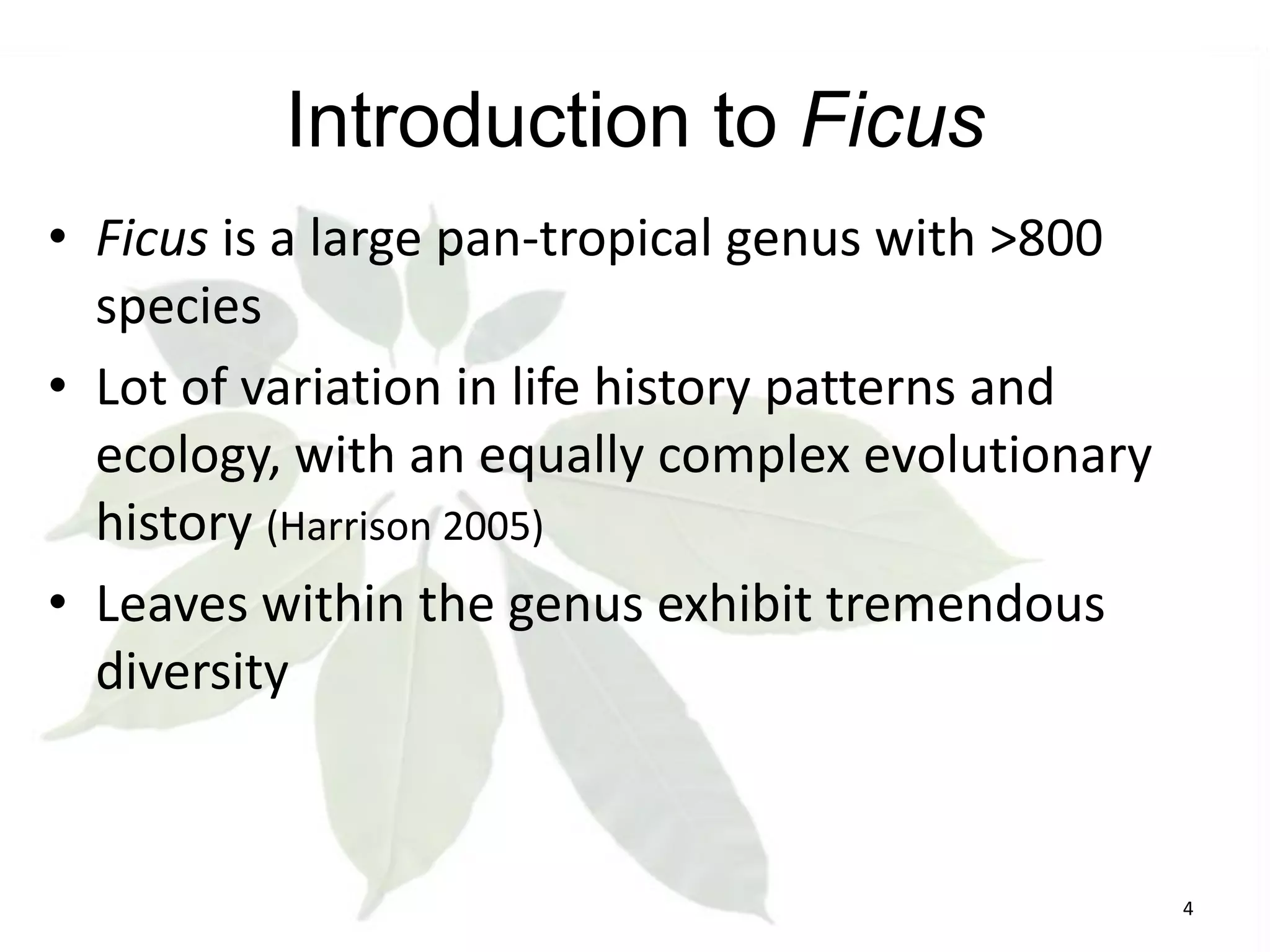 Introduction to Ficus
• Ficus is a large pan-tropical genus with >800
species
• Lot of variation in life history patterns and
ecology, with an equally complex evolutionary
history (Harrison 2005)
• Leaves within the genus exhibit tremendous
diversity

4

 