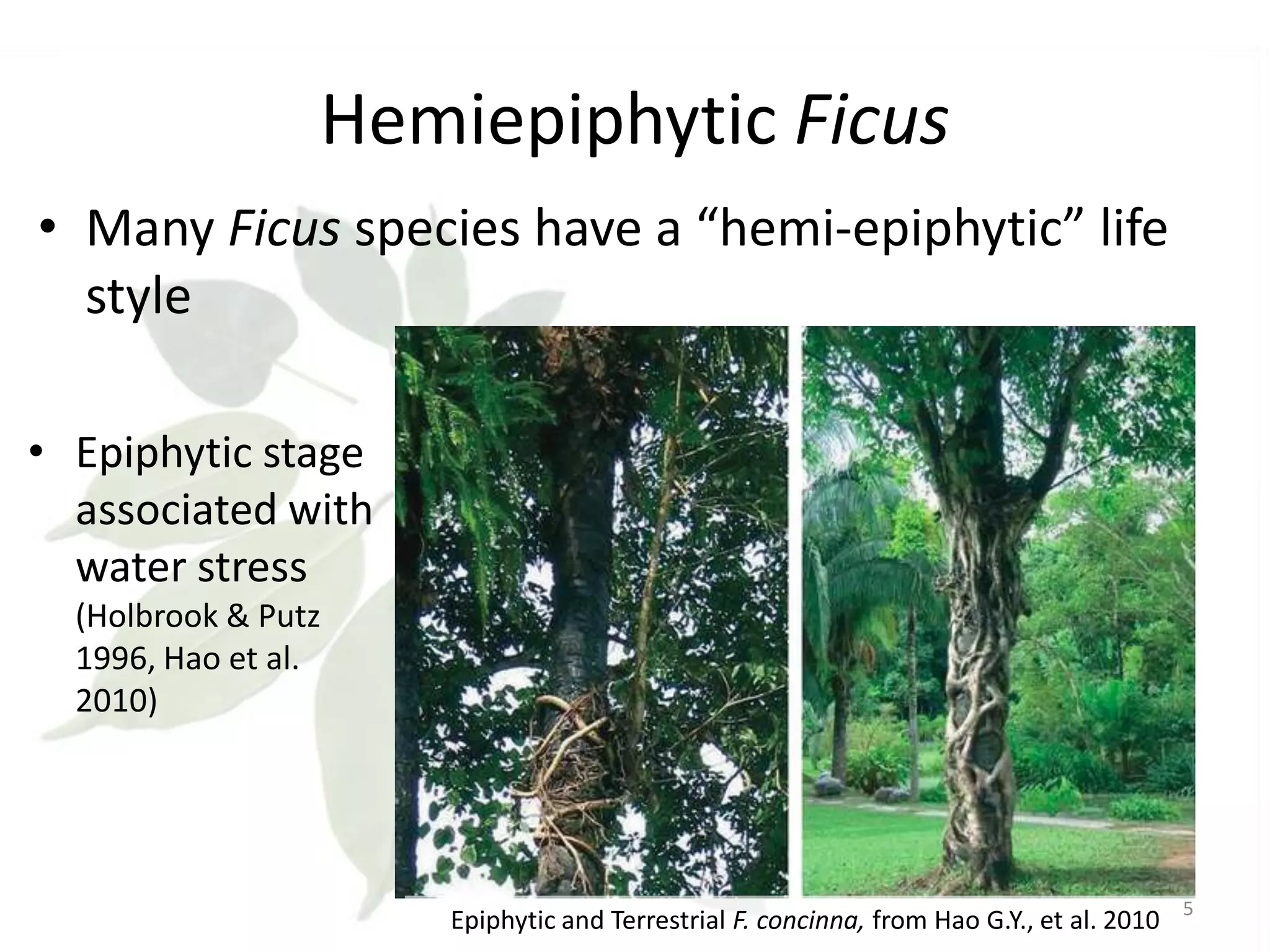 Hemiepiphytic Ficus
• Many Ficus species have a “hemi-epiphytic” life
style
• Epiphytic stage
associated with
water stress
(Holbrook & Putz
1996, Hao et al.
2010)

Epiphytic and Terrestrial F. concinna, from Hao G.Y., et al. 2010

5

 