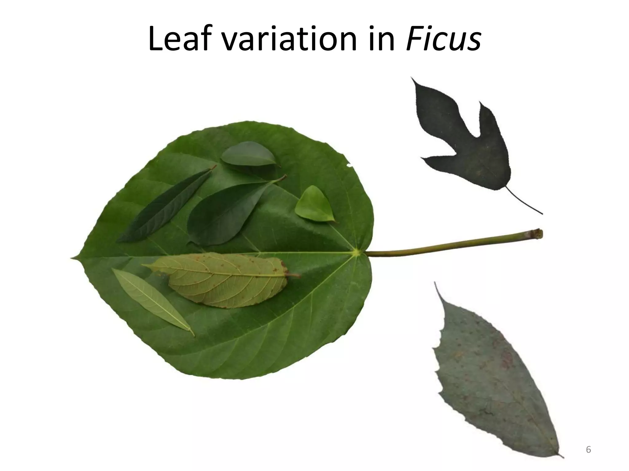 Leaf variation in Ficus

6

 