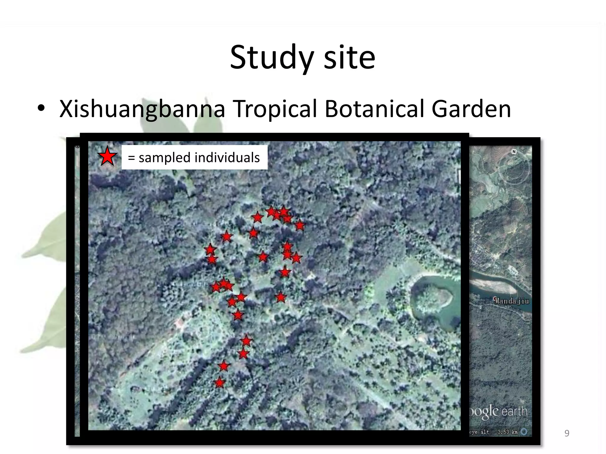 Study site
• Xishuangbanna Tropical Botanical Garden
= sampled individuals

Ficus collection

9

 